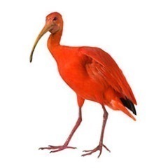 Supplying Taxidermy to Film, Television, Magazines, Shops, Galleries, Museums, Artists & Designers worldwide.