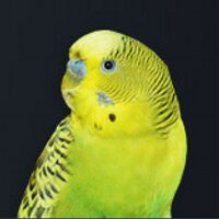 Doru Software (@dorusoftware) 's Twitter Profile