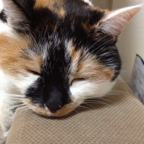 猫好きな私、ヨロシクお願いします。(((o(*ﾟ▽ﾟ*)o)))