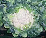 Over 40 yrs experience in the Fresh Produce Industry. Our ethos is to offer 1st class dependable service supplying & procuring produce of the very best quality.