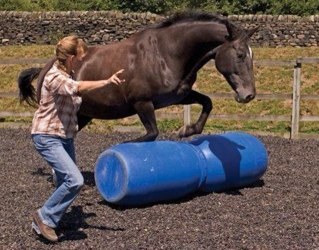 Official account of Lynn Henry, founder of the Think Like a Pony approach and author of the workbooks.