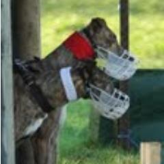 Irish Coursing Club Profile