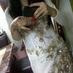 Zainab Malik (@zainabmalik651) Twitter profile photo