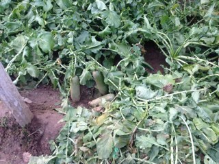 tomhalk3's profile picture. 