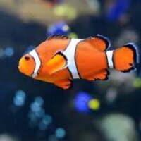 Pepe  (@pez_pepe) 's Twitter Profile