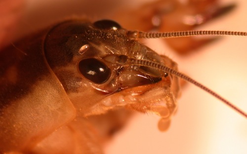 I'm an Alumni Professor of Entomology at Auburn University. Follow me for tweets relative to landscape and turfgrass entomology.