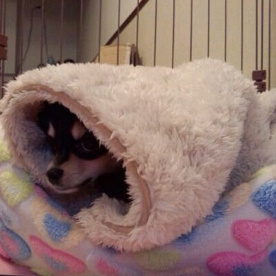 ちょんた Takanemo Twitter ちょんた Takanemo Twitter