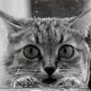 Dexter Loo - @Dexter1459 - Twitter