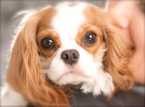 SophyTheDog's profile picture. Very cute Cavalier King Charles Spaniel. Loves naps. Has a 'pack' of clothes. Lives with @GoodNewsWendy