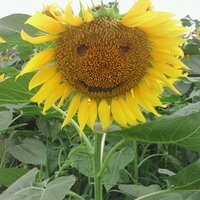 L.S (@lipservice1985) 's Twitter Profile