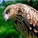 Janice Dunham - @janicedunham - Twitter