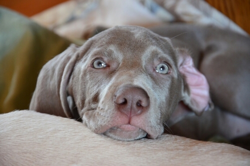 For the love of a Weimaraner
