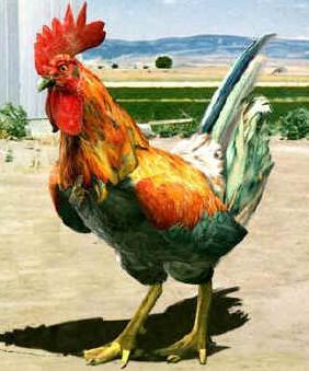 sporoccoli's profile picture. 