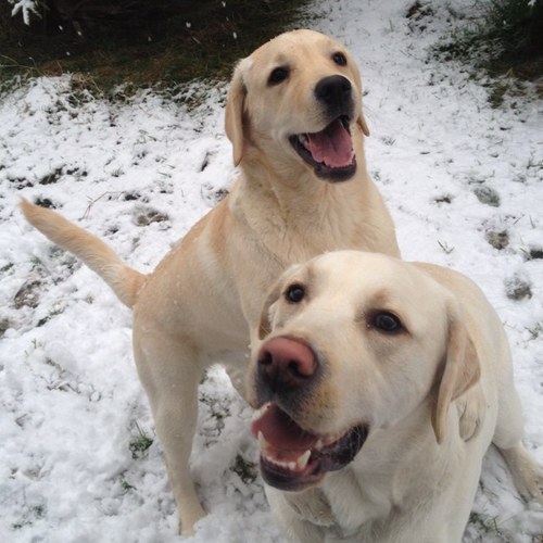 Just me & my labradors Echo & Lily