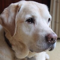 Carolyn Gordon (@waggatails) 's Twitter Profile