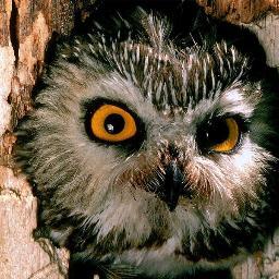 Neswuik's profile picture. Пишу картины маслом, тискаю котиков, люблю поезда.