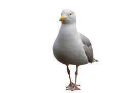 A lone gull cruising the beach regurgitating discarded chips