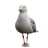niantilik's profile image