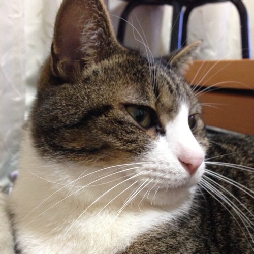 電気工事士です⚡️
事務もします💻
愛猫を溺愛しています🐈
岡崎体育くんを応援しています👛
サザンは神です🏄‍♀
