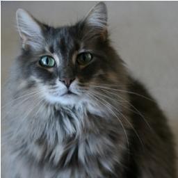 I'm a Self-Actualized Maine Coon cat, living in Heaven now as a cat spirit... waiting for the rest of my family to join me. Loves cat nip!