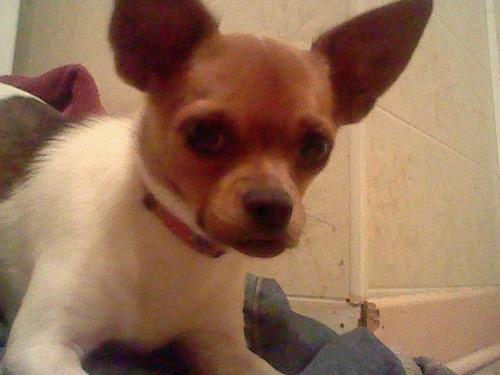Im a Cha cha cha Chihuahua!I love my mom Naomi Ashley Richard!