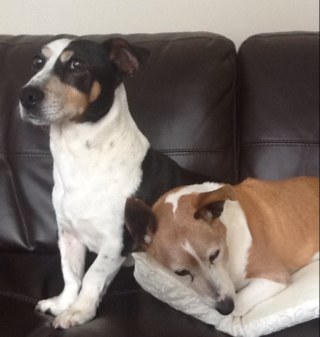 We are mum and son. We are the craziest of jack Russell's and always upto mischief