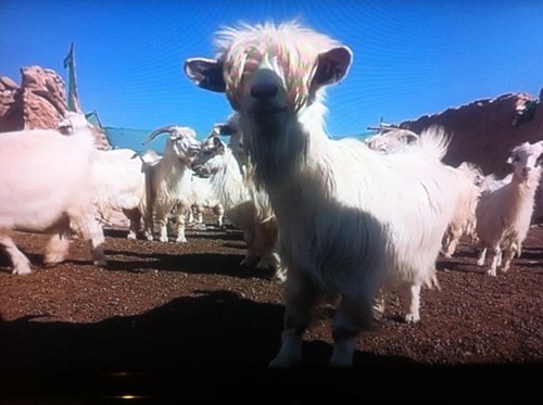 Dompteur de lions albinos. Adepte du #oupas en fin de phrase.