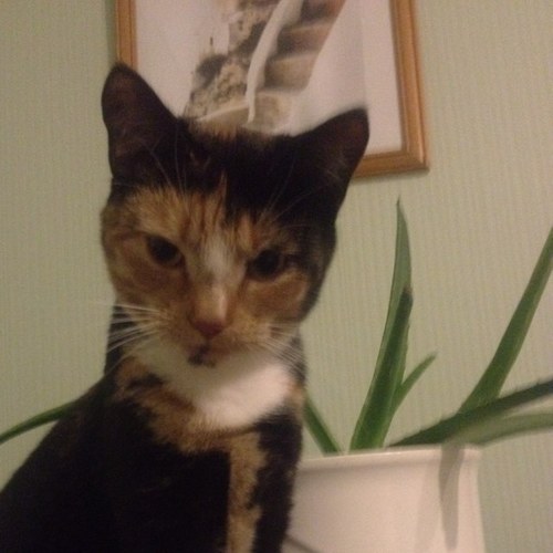 kylahugo's profile picture. 