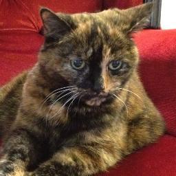 HRHLadyGodiva's profile picture. World Heritage Cat @durhamcathedral. 1995-2015. Lived contentedly in the Deanery with @sadgrovem & @jennysadgrove. Views & loud mews hers alone. In memoriam.