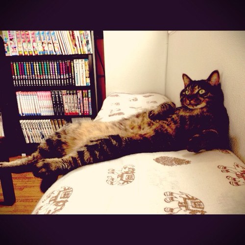 Tokokuma1188's profile picture. こんにちは！ 福島県中島村で理容師をしています！ 2代目です‼︎ 両親の技術を受け継ぎながら、新しく学んできたモノをプラスしてお客様に提供していけるようにしていきます。 
〒961-0106 福島県西白河郡中島村二子塚字吉田47-8 TEL 0248-52-2236