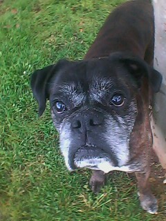 @Camicudi es mi twitter official este es mu twitter para mis perritos y... mi perrito Yambo que fallecio
