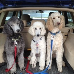 mifarandolph's profile picture. 🇺🇸🇺🇸🇺🇸🇺🇸🇺🇸🇺🇸🇺🇸🇺🇸🇺🇸🇺🇸🇺🇸#VoteBlueToSaveAmerica🇺🇸Proud Progressive Democrat 🇺🇸🇺🇸We are a Country of Laws  No One Is above The Law 🇺🇸