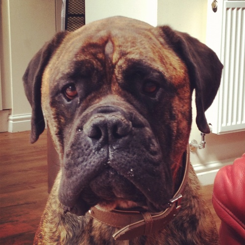 Male, Brindle Bullmastiff living in Sheffield with my male partner Archie!