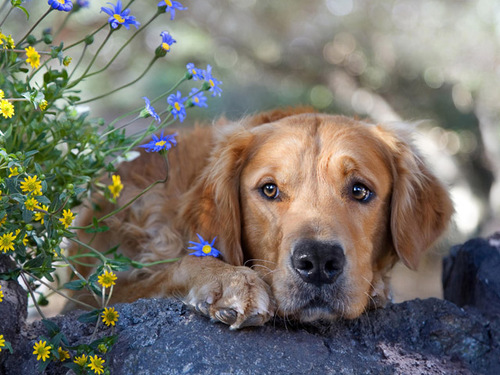 abbysadieBTR's profile picture. I LOVE BTR!!!!!!!!!!!! and DOGS