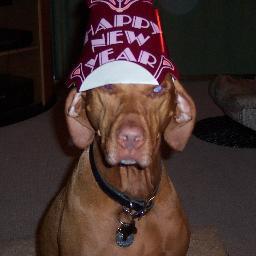 shroydog's profile picture. 