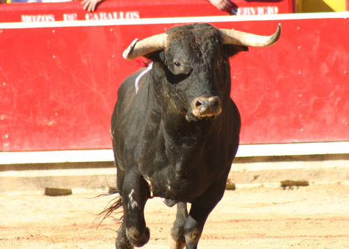 Desde aquí queremos hacer un llamamiento para devolver los toros a San Fernando de Henares