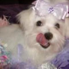 PRINCESS PET CELEBRITY DOG BREEDER ♥ Teacup & Toy, Maltese, Maltipoo, Male & Female, Pure Breed  & Designer Mix Breed, Solid & Parti Color Puppies Available ♥