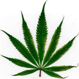 Support Marijuana legalization in Pennsylvania. PA SB 528