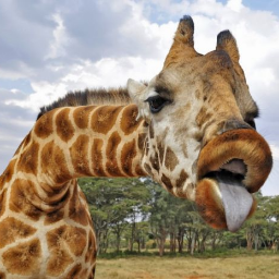 NellieDigiorgio's profile picture. aka Proper Amount of Suction I heart Harry Potter, Criminal Minds, Craig Ferguson, the Monkees, John Lennon, and pandas.