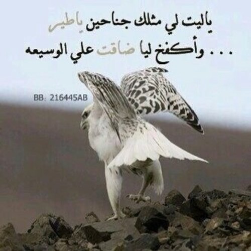 a0506380's profile picture. سبحان الله وبحمده