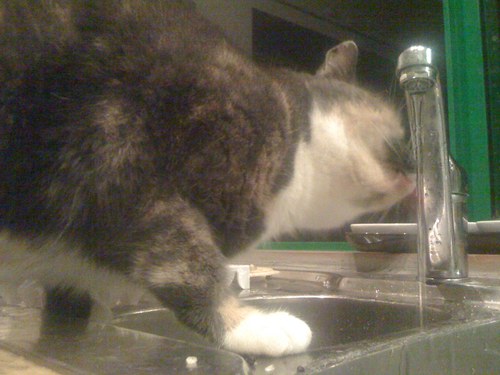 frankensteincat's profile picture. Natalie-Jane and Luke's Cat, arch enemy of K.T and addicted to cat cravers