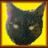 spaceycat's profile image