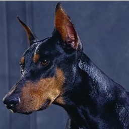 luna_thevampdog's profile picture. My name is Luna, and I am a dog.