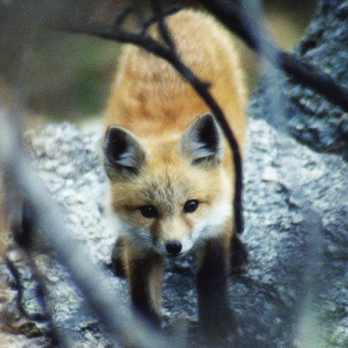 Albertthemoose's profile picture. Hi, i love @OneDirection !