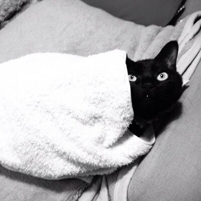 黒猫フグ Catfugu Twitter