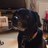 LuckyBlackLab's profile image
