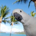 Shane Healey - @traffeng - Twitter