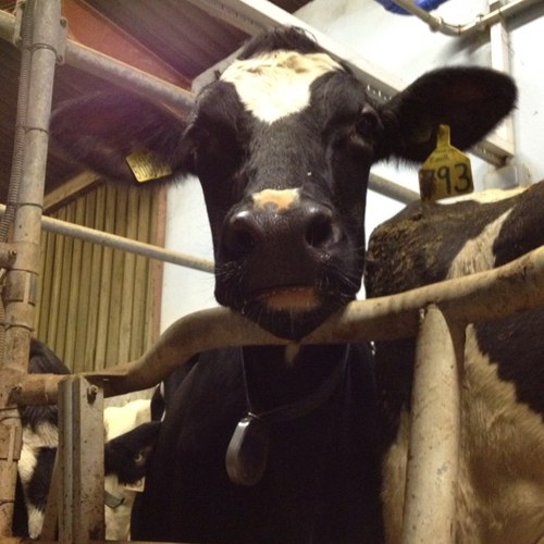 Dairy farmer 250 milkers Larkmore holsteins 13,000ltrs 3x for Tesco 1of3 directors B M Coombes & Sons Ltd,assistant herdsman/dogs body,married to Alice Coombes