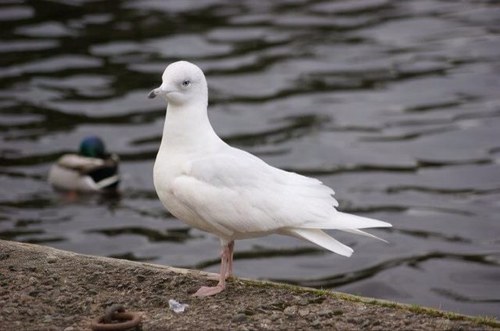 CaithnessBirds's profile picture. 