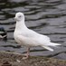 Caithness Birds (@caithnessbirds) Twitter profile photo Caithness Birds (@caithnessbirds) Twitter profile photo